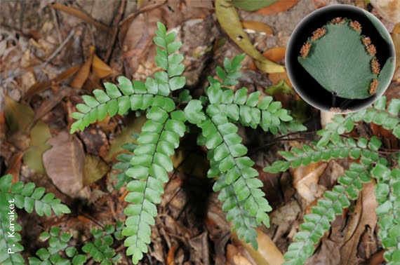 Adiantum flabellatum